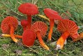 Hygrocybe coccinea-amf950